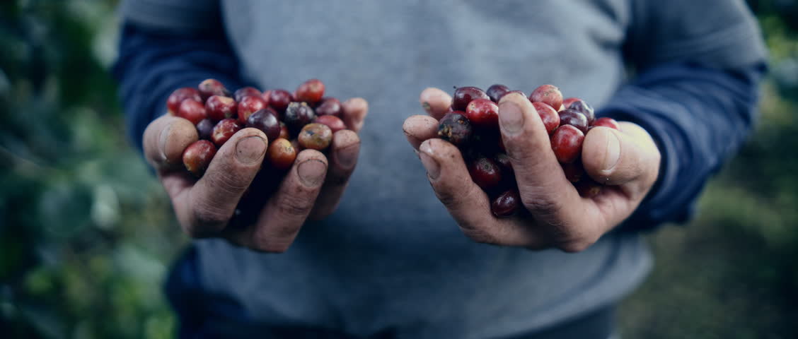 A close up view of the harvesting of coffee beans, likely depicting a farmer holding freshly picked coffee cherries in Colombia, South America