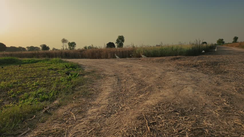 A quiet rural dirt path diverges at the edge of farmland under a hazy sky during golden hour sunlight