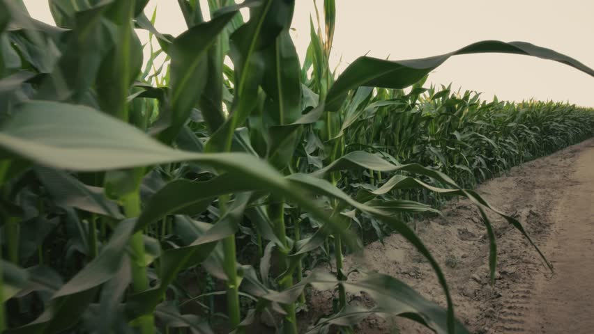 A rural cornfield with tall stalks sways beside a dry trail, captured in soft, natural daylight tones in Chichawatni city, Pakistan