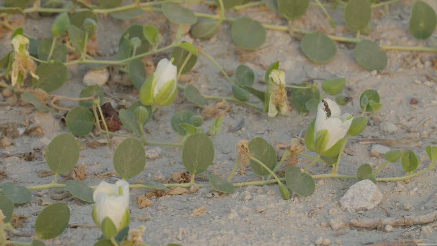 Bees and bugs on a flowers, Saar, Al Wusţa, Bahrain.