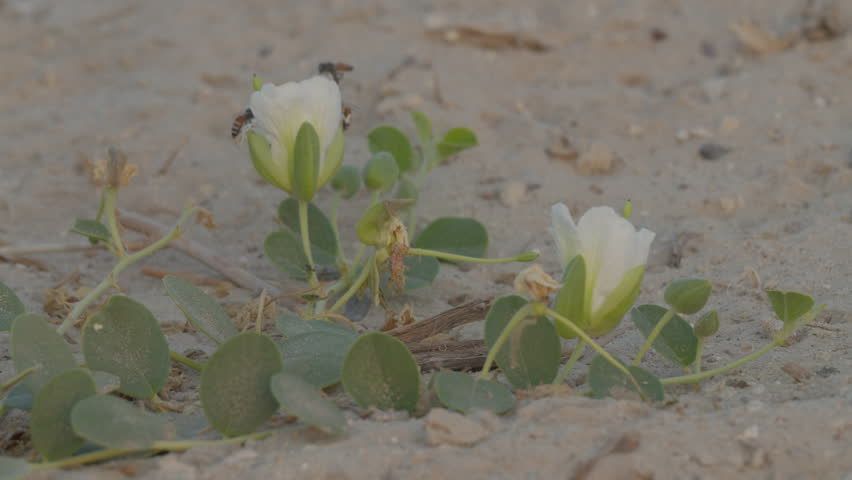 Bees feeding on a white flower, Saar, Al Wusţa, Bahrain.