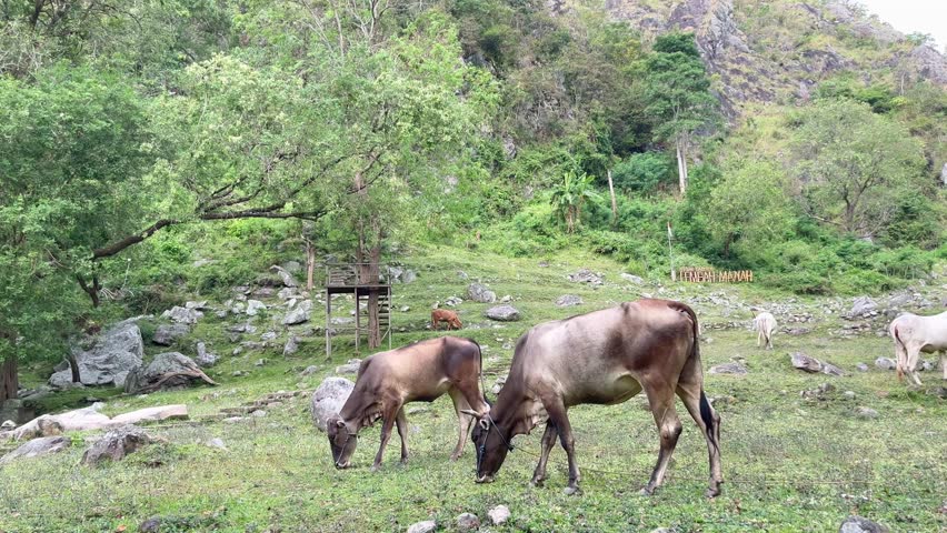 Cows graze on a beautiful mountain full of rocks. A beautiful mountain valley.