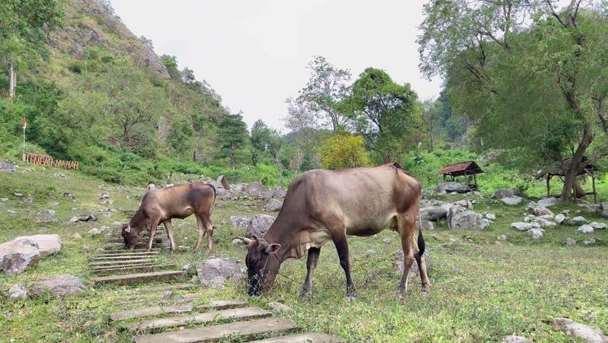 Cows graze on a beautiful mountain full of rocks. A beautiful mountain valley.