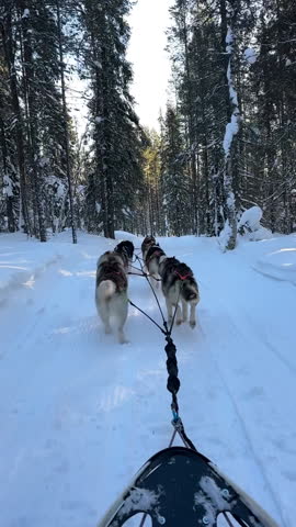 A team of huskies pulling a sled through a serene snow-covered forest, embodying the spirit of winter adventure and teamwork in the wilderness, tc01