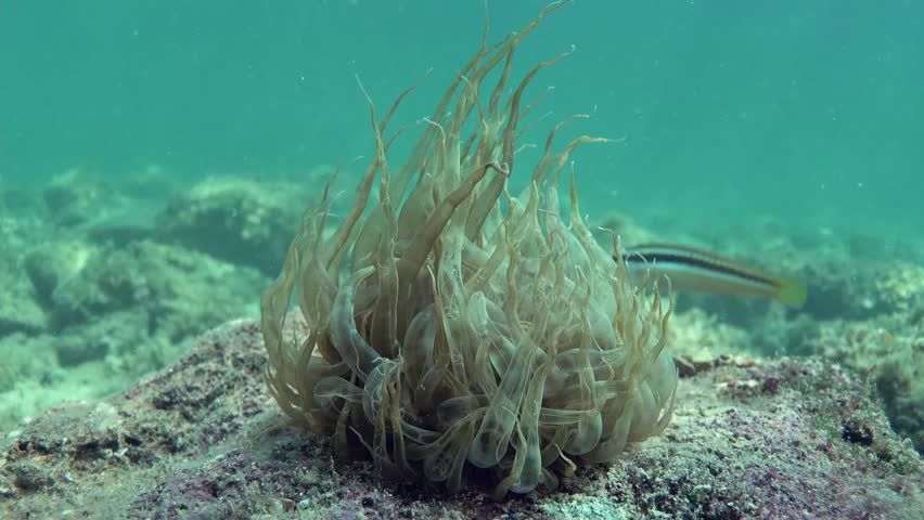 A delicate sea anemone with long, flowing tentacles sways gently on the rocky seafloor. Captured underwater in clear ocean water, this marine invertebrate highlights the beauty and diversity of reef e