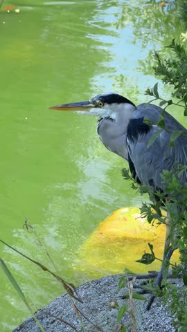 grey heron standing on a rock by the water, waiting and watching carefully to catch fish in a green pond