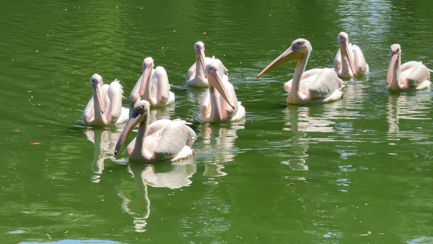 Family of  pelicans Pelecanus onocrotalus swimming together in lake. Group of great white pelicans Pelecanus onocrotalus swimming in calm lake symbolizing family and parenting