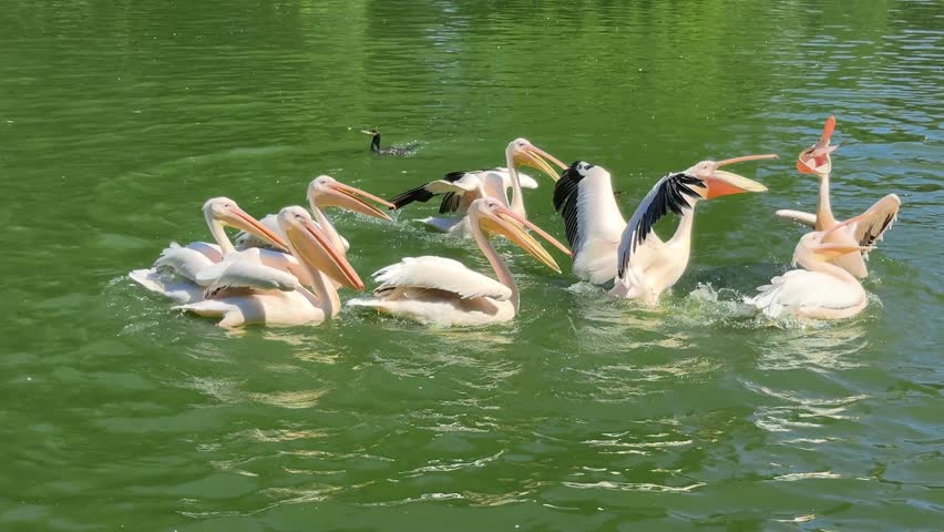Flock of great white pelicans actively catching and eating fish in water, splashing and hunting together