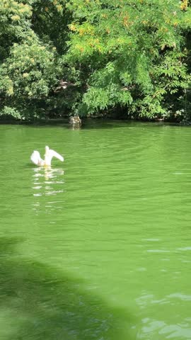 white pelican Pelecanus onocrotalus swimming in lake