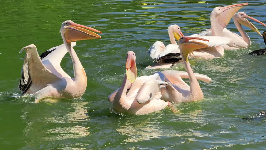 Flock of great white pelicans Pelecanus onocrotalus actively catching and eating fish in water, splashing and hunting together
