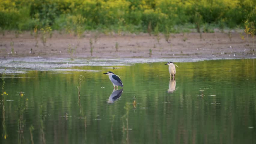 Two Black-crowned Night Herons rest by the lake. A passing Demoiselle Crane startles them. Slow motion. Close up.