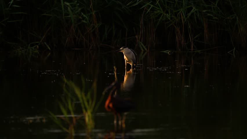 A black-crowned night heron stands still in the shallow water of a lake, carefully watching for prey. Slow motion. Nycticorax nycticorax.