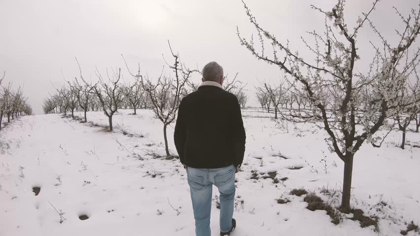 Farmer inspecting frozen plants and buds in blooming fruit tree orchard surprised with cold weather in early spring