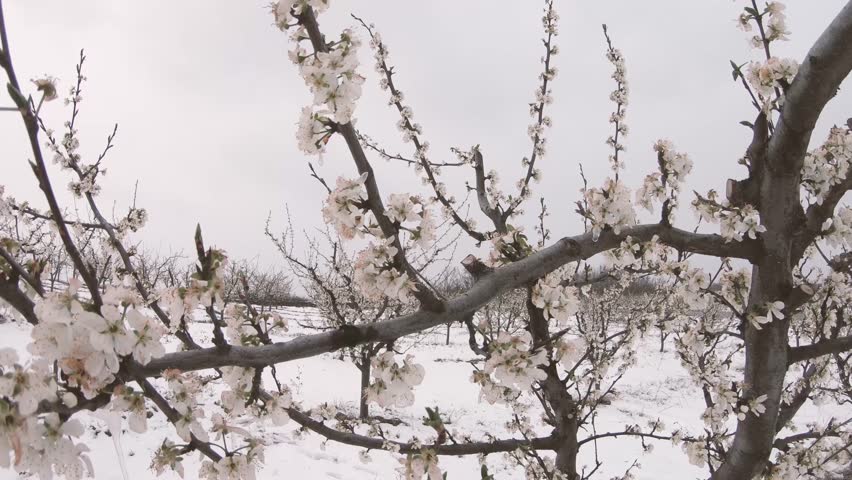 Frozen plants and buds in blooming fruit tree orchard covered with snow, cold weather in early spring