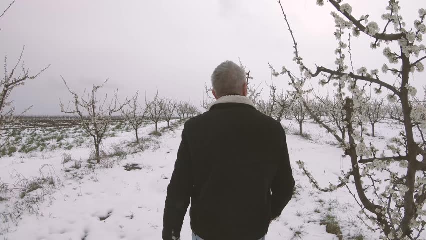 Farmer inspecting frozen plants and buds in blooming fruit tree orchard surprised with cold weather in early spring