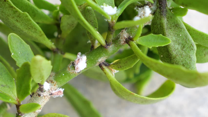 CLOSE UP, DOF, MACRO: Green plant suffering from a mealybug infestation. The small, white pests are clearly visible on the stems and leaves of succulent and indicate a common problem with plant health