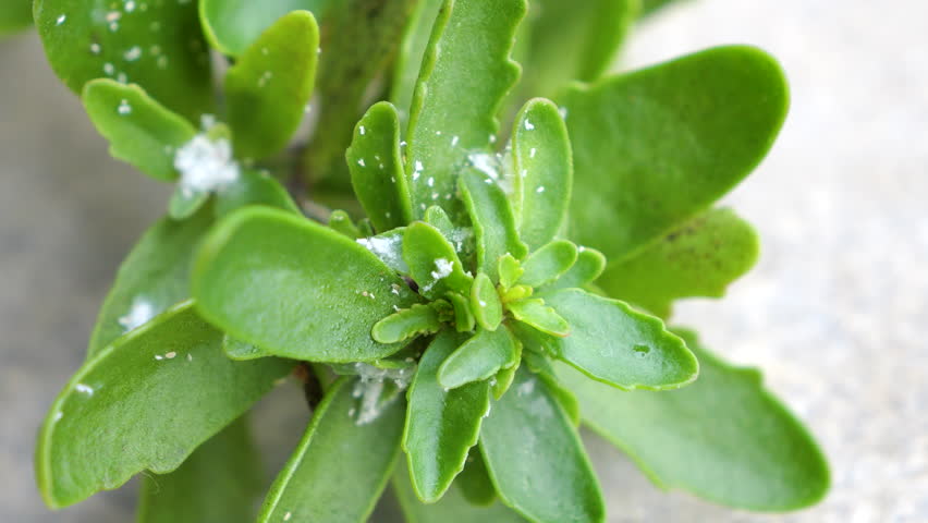 CLOSE UP, DOF, MACRO, TOP DOWN: Mealybug infestation on green succulent plant. White clusters that cling to the stems and leaf joints reveal the presence of harmful pests that feed on plant tissue.