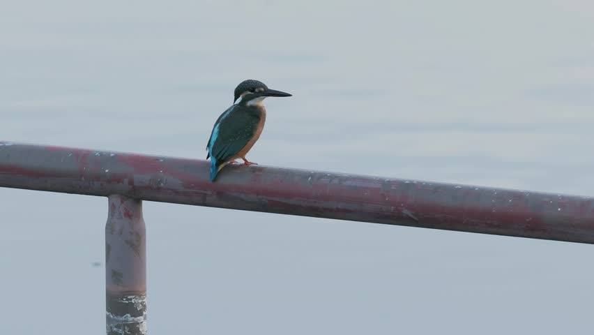 A kingfisher flying away from hand rail
