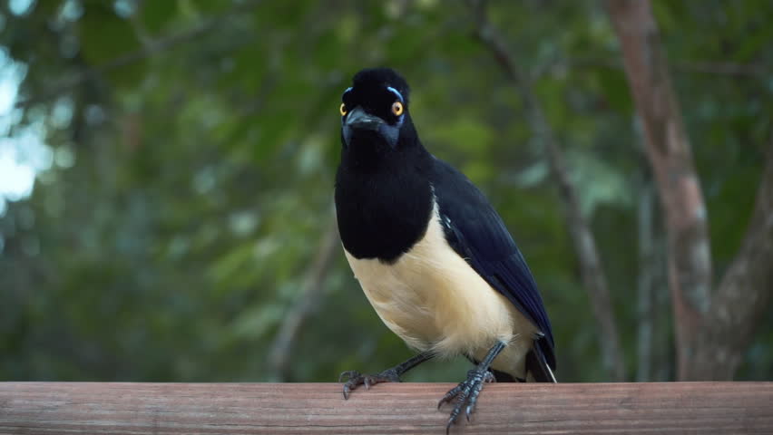 Plush-crested Jay wary head-tilt on wooden railing — Iguazú National Park, Argentina