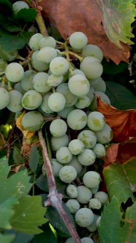A stunning display of ripe green grapes hangs gracefully from the vine, surrounded by lush leaves.