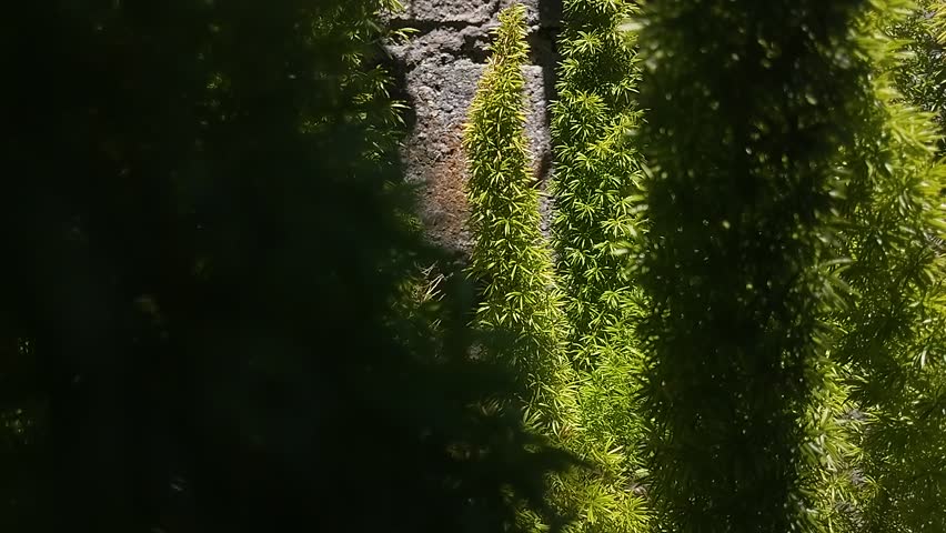 Vibrant green Asparagus fern (Asparagus densiflorus) with densely clustered leaves. The feathery foliage is shown in close-up, highlighting its lush texture. Planted in pots, the ferns are arranged 