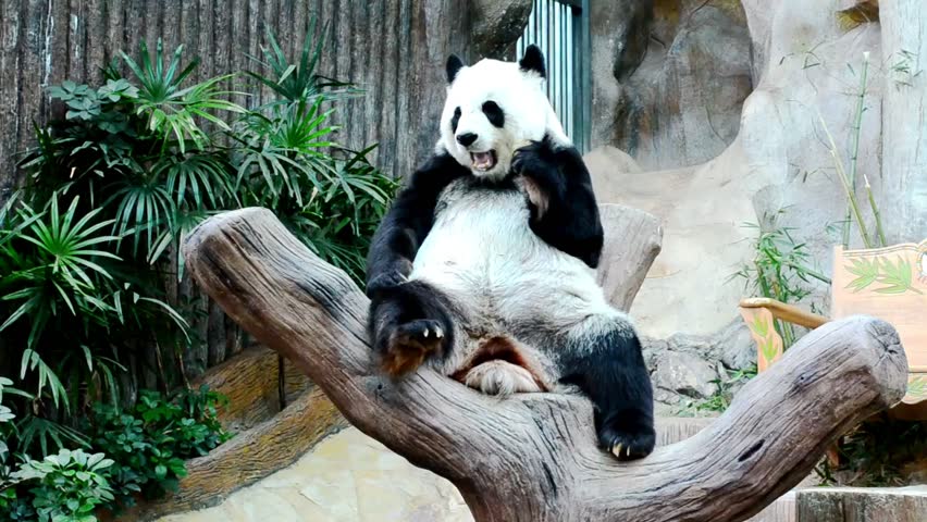 A panda is chewing food on a tree branch in a zoo.