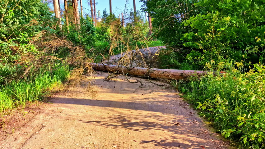 Large fallen tree with branches blocking dirt forest road in summer daylight