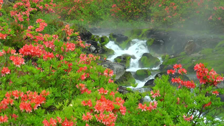 Orange azalea flowers bloom near a small waterfall in a lush green landscape