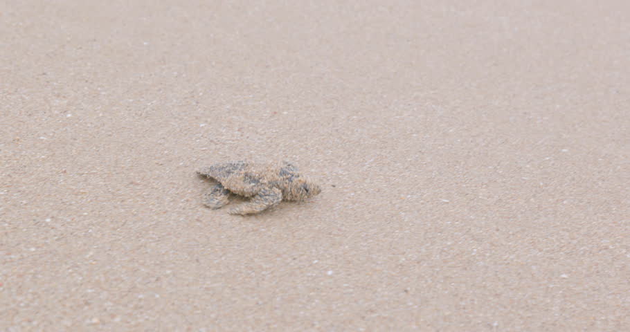 a loggerhead turtle hatchling, covered in sand, reaches the water at mon repos beach in bundaberg, australia