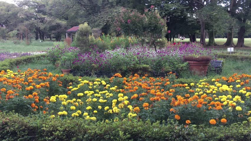 Vibrant marigold flowers, colorful arrangement, serene garden display, blooming beauty