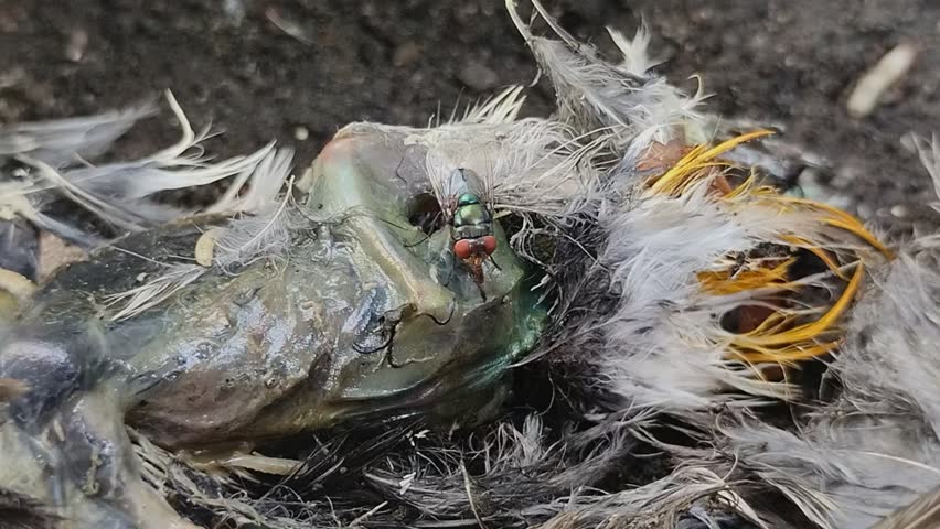 maggots crawling on a bird carcass