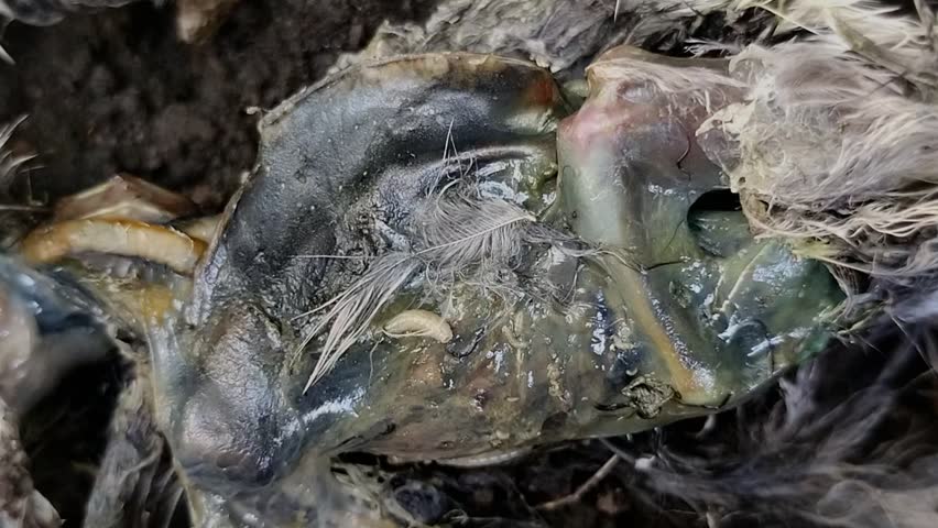 maggots crawling on a bird carcass