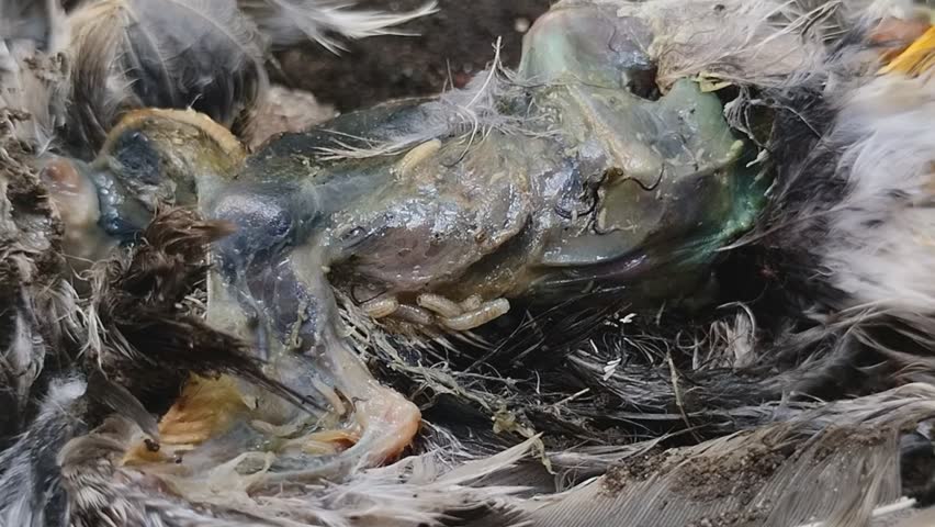 maggots crawling on a bird carcass
