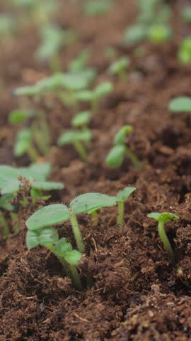 Growing seeds rising from soil vertical time lapse video.