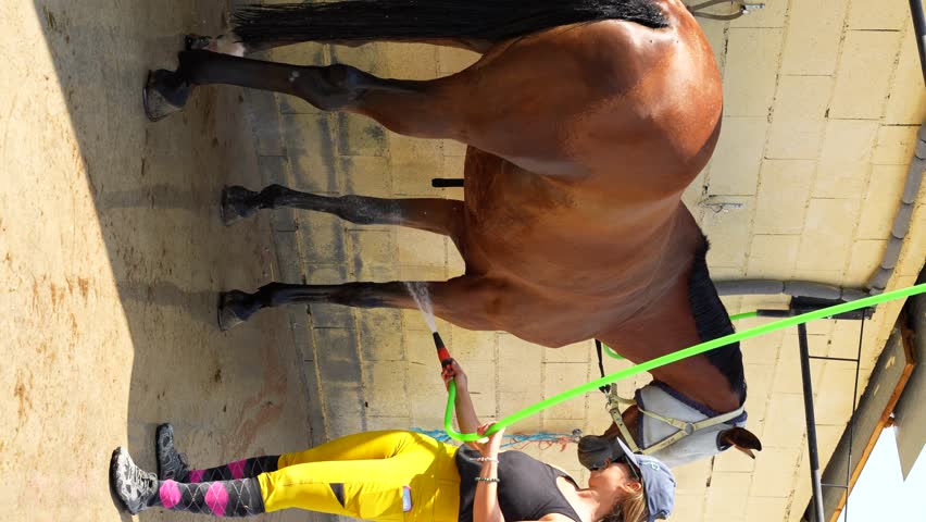 Keeper washes a brown horse with water on legs, neck and body during grooming. Vertical
