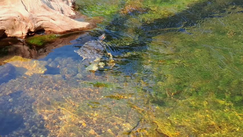 A view of the red-eared slider and the butterfly koi (albino fish) swimming in the water.