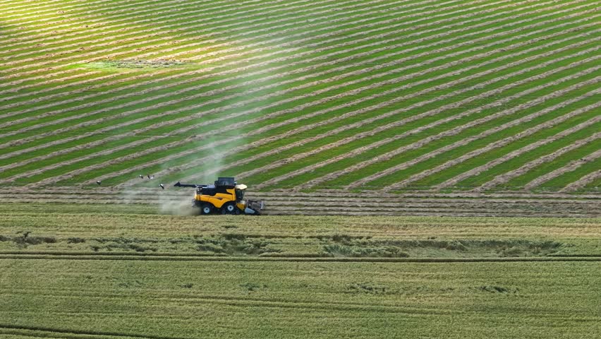 Combine harvester seen from above cutting through lush farmland, crop lines visible