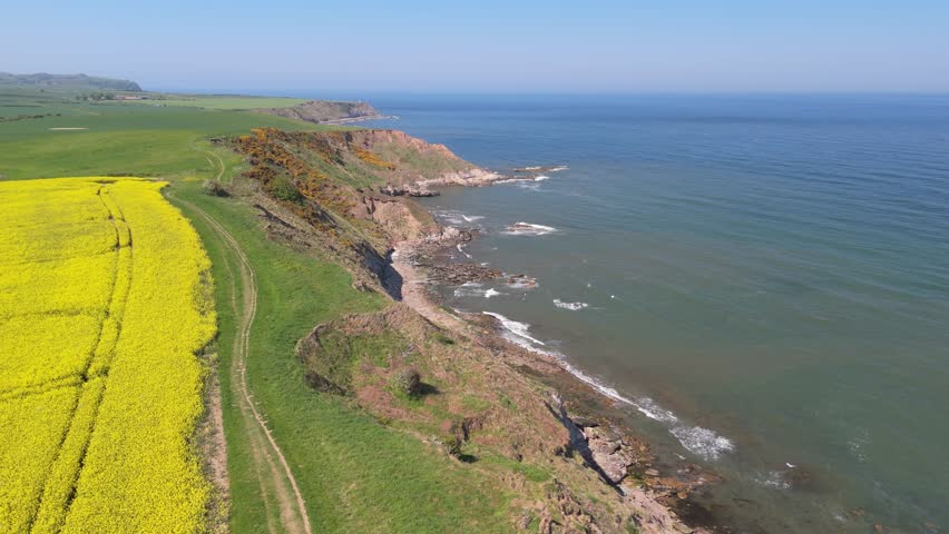 Aerial drone footage of bright yellow rapeseed fields contrasting with the blue ocean and coastline on Yorkshire coast in summer