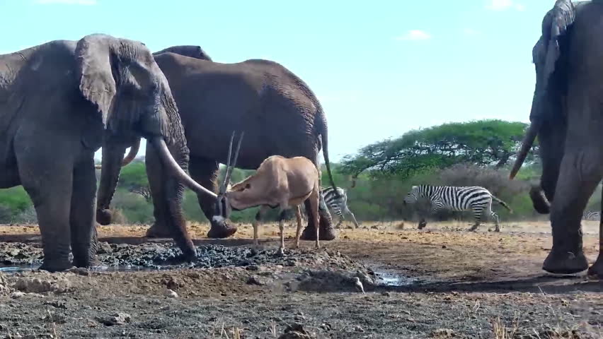 A Gemsbok Oryx drinks at a muddy watering hole, surrounded by African elephants, as zebras and birds dart past.