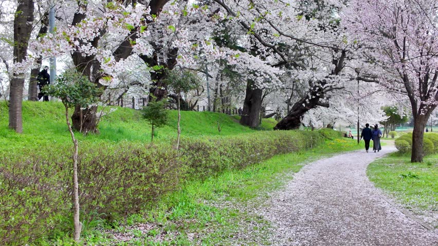 Sakura Cherry Blossom in Spring  in Yamagata prefecture, Tohoku, Japan. famous Landmark for Travel and Vacation 