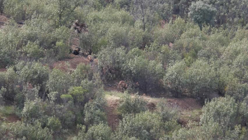 A hunt showing the pursuit of ibex by dogs in the Sierra Morena.