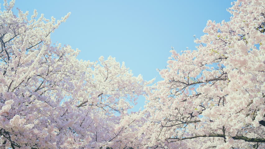 beautiful Spring day, Cherry blossom against blue sky in park, Somei Yoshino Sakura blooming in sunshine day. Japan Travel background, template and wallpaper for spring season and Hanami picnic 