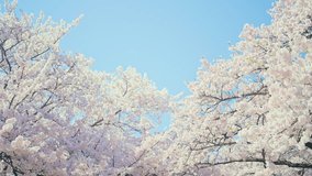 beautiful Spring day, Cherry blossom against blue sky in park, Somei Yoshino Sakura blooming in sunshine day. Japan Travel background, template and wallpaper for spring season and Hanami picnic  - Powered by Shutterstock - Get 15% off with code: PIKWIZARD15