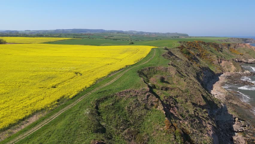 Aerial drone footage of bright yellow rapeseed fields contrasting with the blue ocean and coastline in North Yorkshire in summer