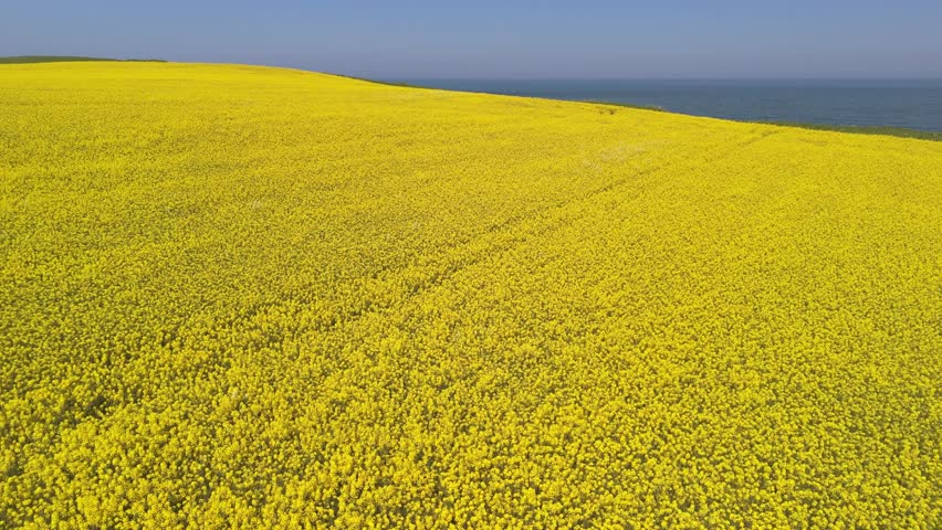 Aerial drone footage of bright yellow rapeseed fields contrasting with the blue ocean on the North Yorkshire coast in summer
