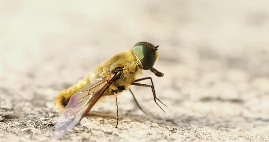 Villa hottentotta, a furry bee-fly (Bombyliidae) captured in macro while grooming, showing detailed golden hairs and green compound eyes.