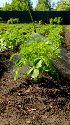 Spraying potatoes against Colorado potato beetles. Selective focus.