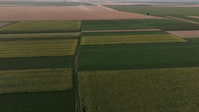 4k drone video of sunflower field. Top down. Agriculture. Aerial view of sunflowers. Taking sunflower blooming in a vast sunflower field fluttering in the wind - Powered by Shutterstock - Get 15% off with code: PIKWIZARD15