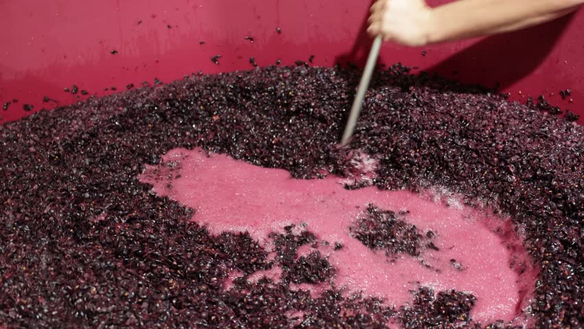 Close-up of red grape maceration as foamy juice and skins mix during traditional winemaking.