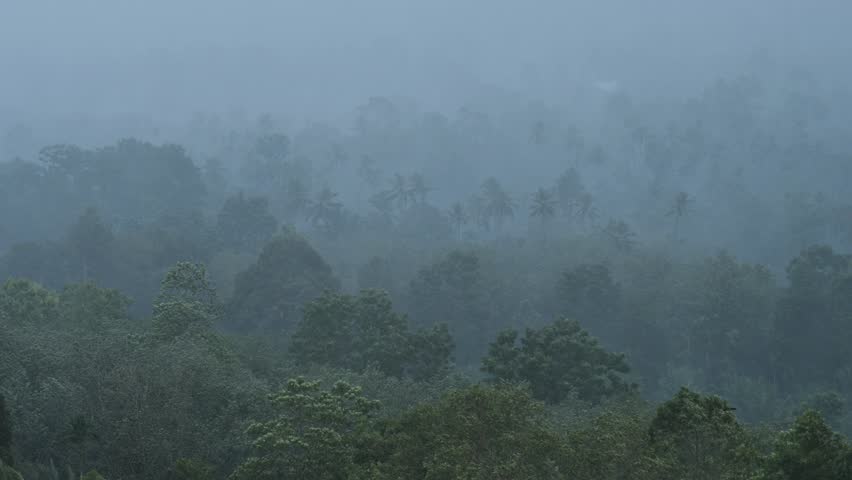 Rain and mist over tree forest and mountain.